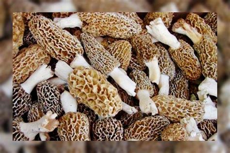 guchchi mushroom price per kg.